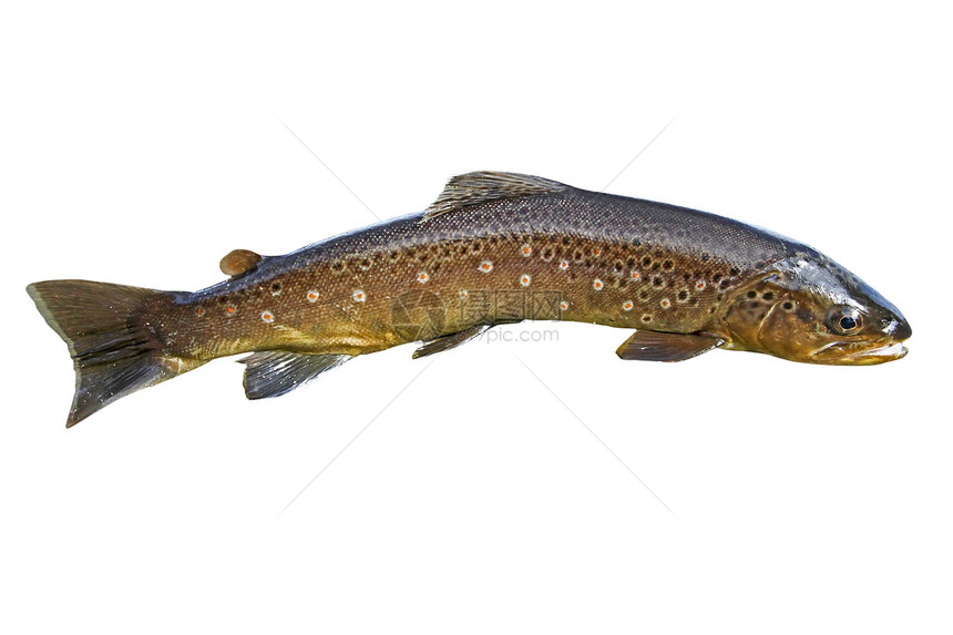 常见鳟鱼动物棕色薄片绿色鲑鱼白色图片