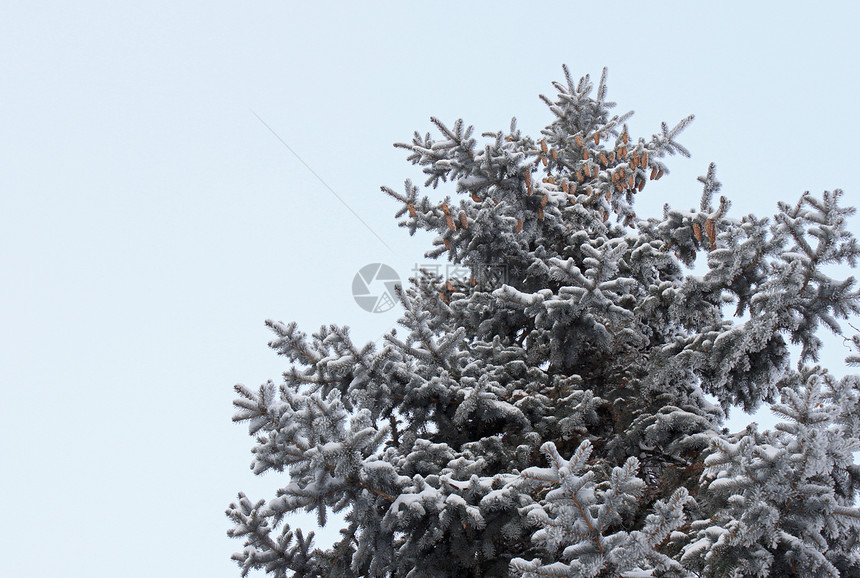 冬天采摘树蓝色枞树降雪下雪季节植物群天空森林针叶图片