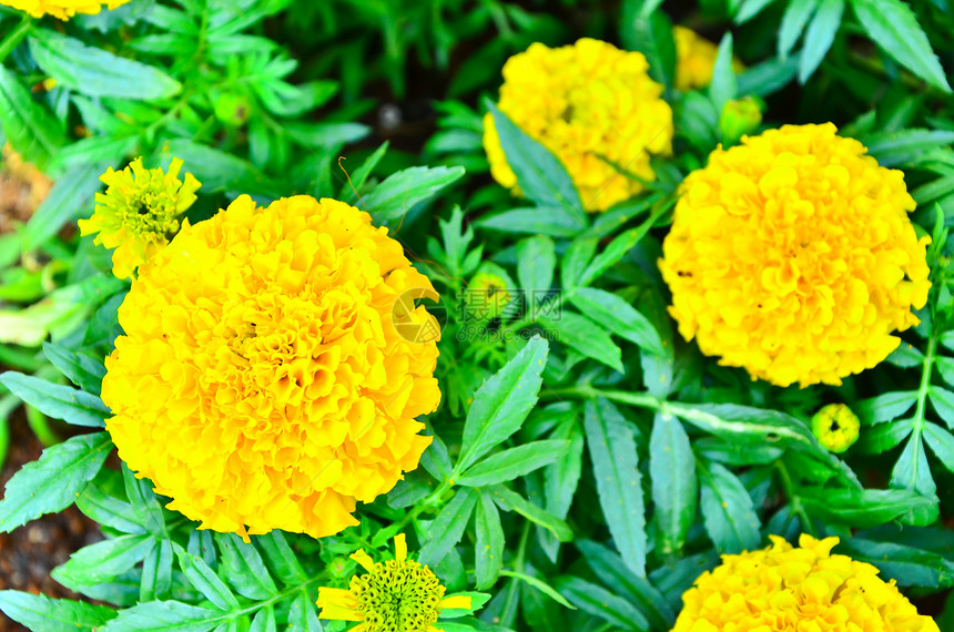 泰国的花朵Name金子花束万寿菊花粉橙子植物草地墙纸叶子场地图片