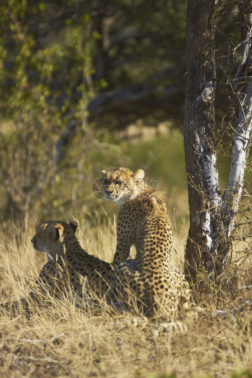 野生Cheetah和Cub图片