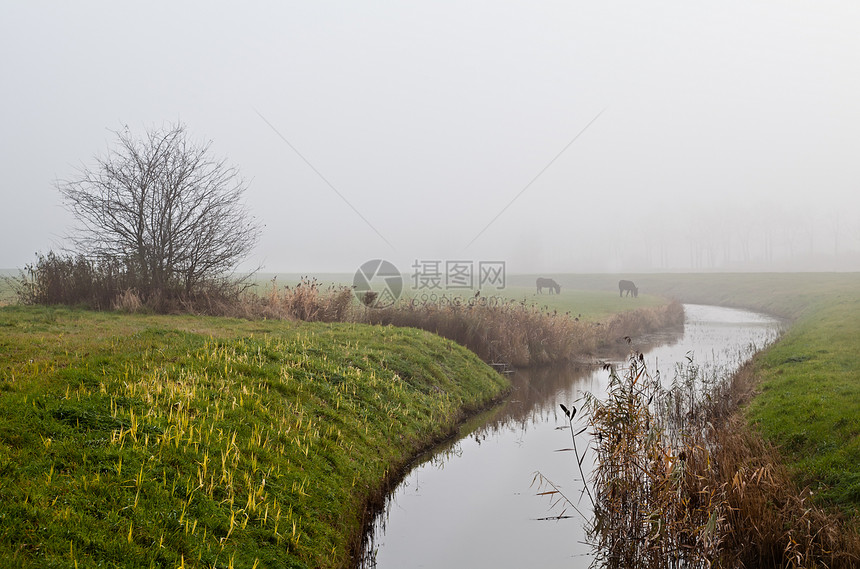 在雾中用运河作驴子图片