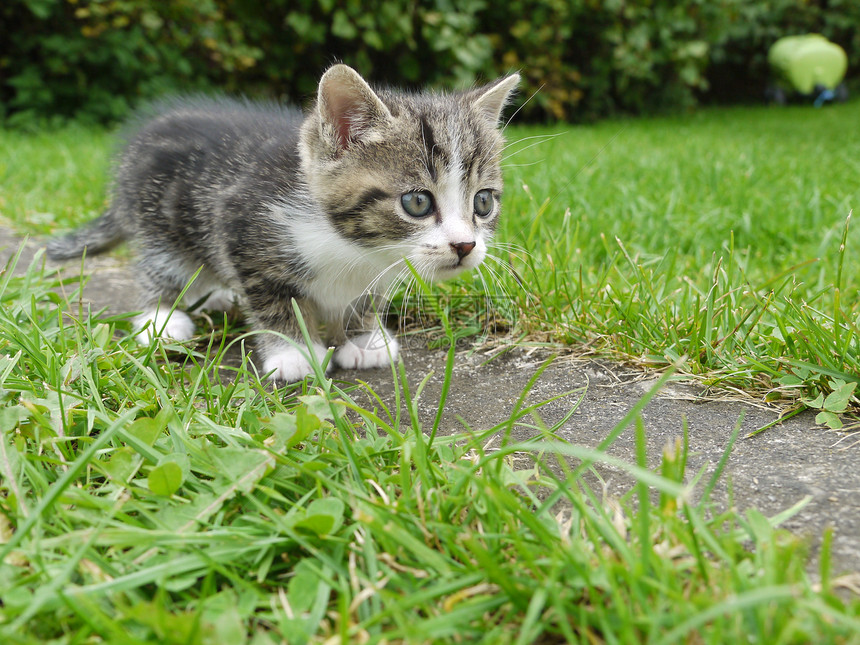 外边的猫朋友姿势猫科伴侣条纹房子毛皮草地动物花园图片