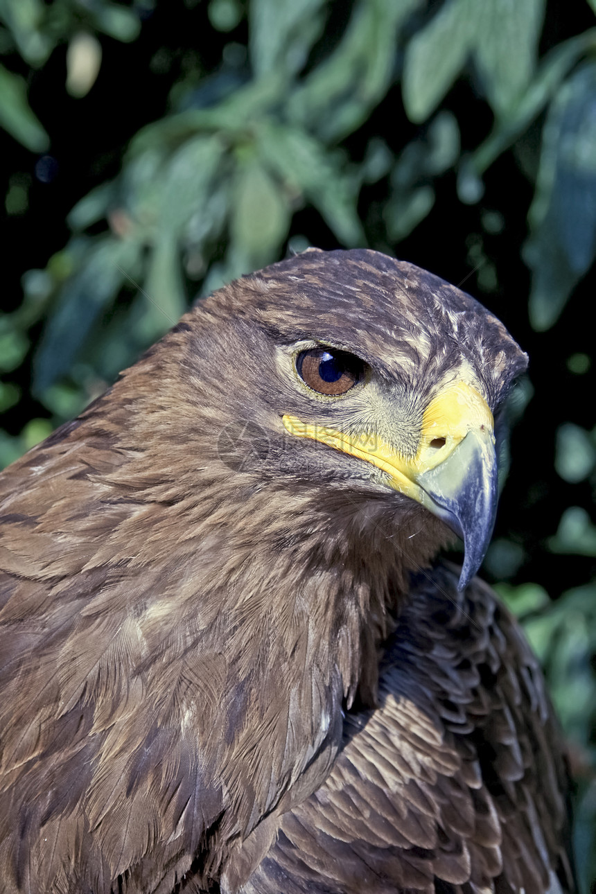 金鹰眼睛动物叶子猎物阴影动物群阳光森林捕食者羽毛图片