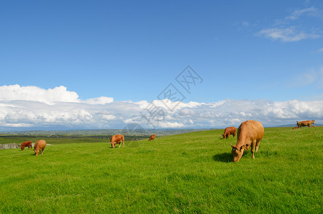 爱尔兰牧场牧牛在草原上放牧背景