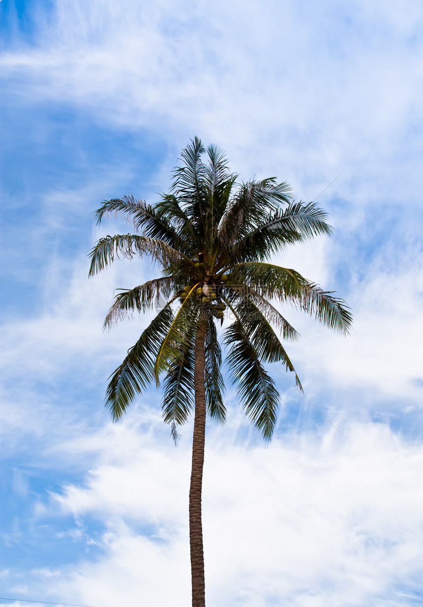 椰子植物风景海景太阳假期蓝色叶子支撑阳光棕榈图片