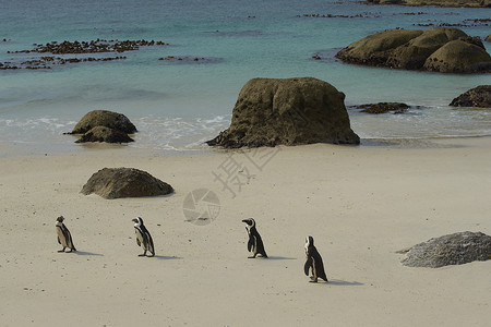 海滩企鹅殖民地保护巨石笨蛋鲈鱼背景图片