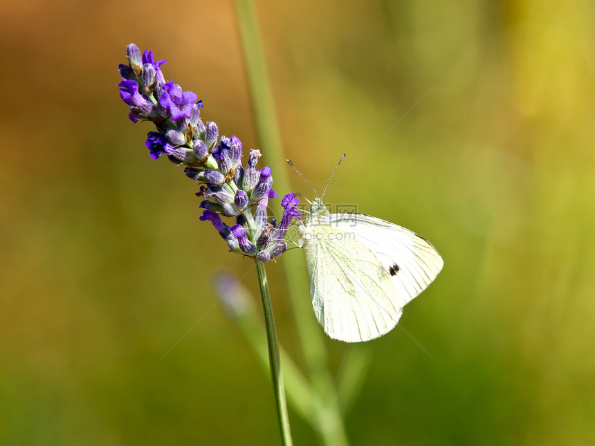 氯氟化物宏观休息紫色白色薰衣草香水昆虫图片