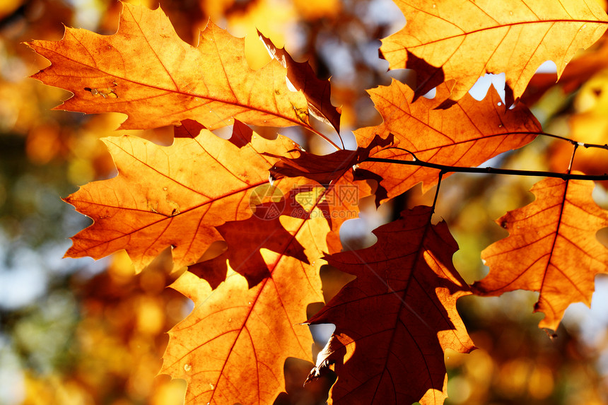 色彩多彩的秋叶黄色季节公园木头棕色红色季节性森林绿色植物图片