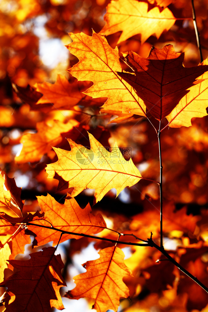 色彩多彩的秋叶季节橙子黄色白色公园植物树叶棕色红色森林图片