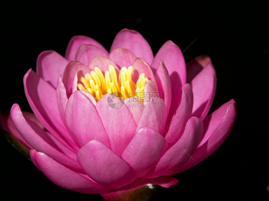 水生物学花园生态植被池塘树叶软垫公园植物季节图片