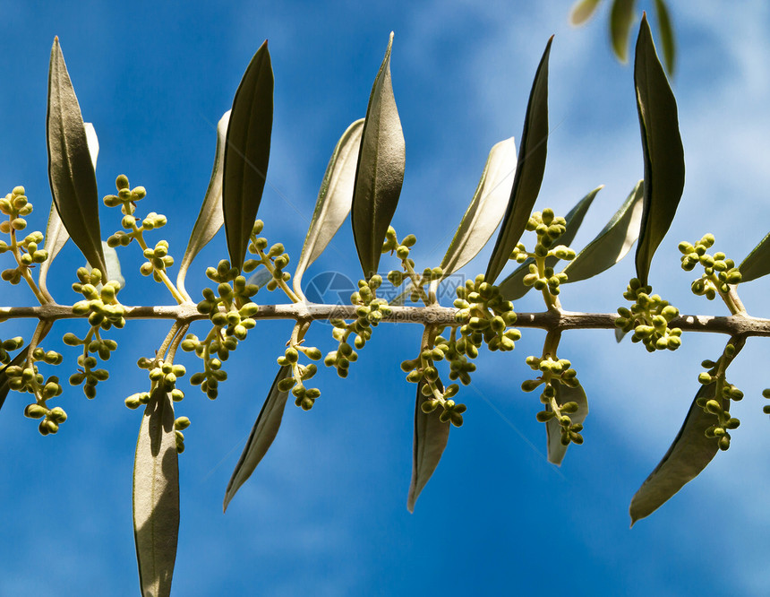 橄榄枝木头叶子植物树干绿色枝条图片