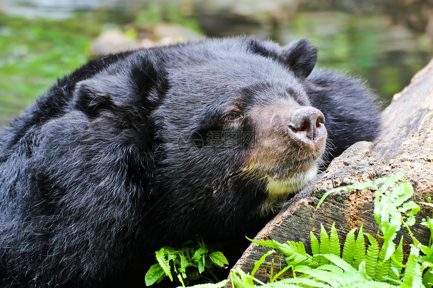 黑熊水牛大熊猫黑色动物园荒野野生动物图片