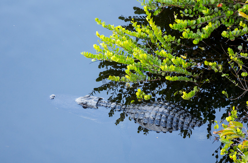 Everglades 的鳄鱼近距离荒野池塘食肉沼泽地爬虫皮肤宏观危险牙齿蜥蜴图片