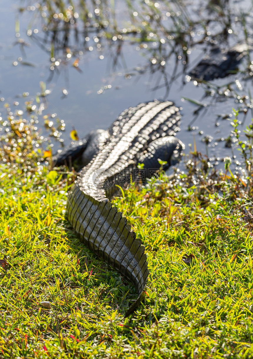 Everglades 的鳄鱼近距离绿色动物蜥蜴鳞片状热带沼泽地沼泽生物宏观皮肤图片