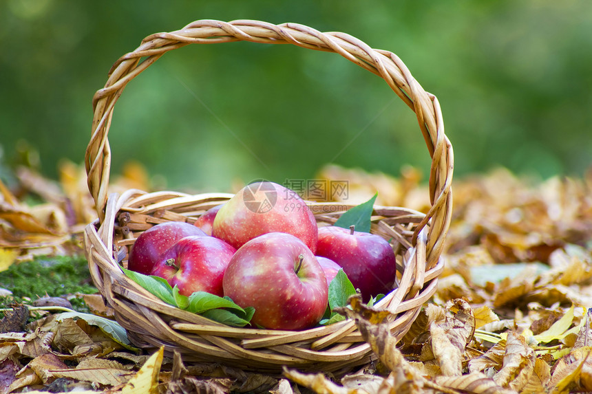 秋天花园篮子里的新鲜苹果园艺叶子收成感恩生态农业生物食物背景花园图片