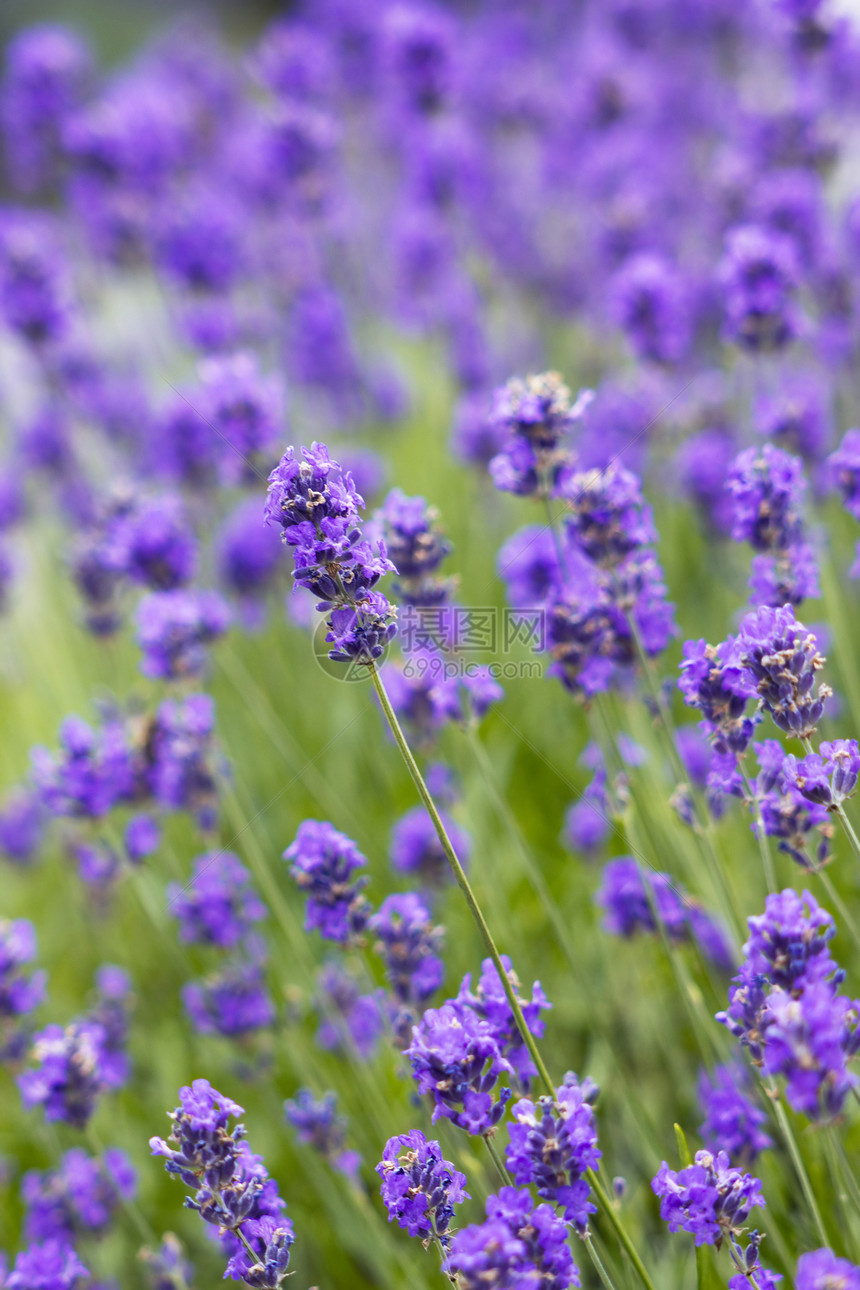 熏衣草花化妆品植物草本植物宏观香味香水芳香花园香气蓝色图片