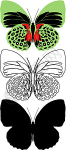 蝴蝶昆虫骨骼圆圈框架漏洞鳞翅脉络翅膀装饰小路背景图片