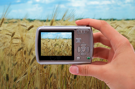 数码相机收获爱好谷物植物生长土地蓝色小麦食物手指高清图片