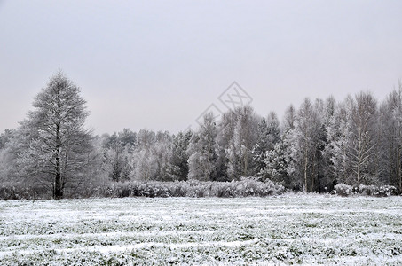 冬季风景 其背景有树木高清图片