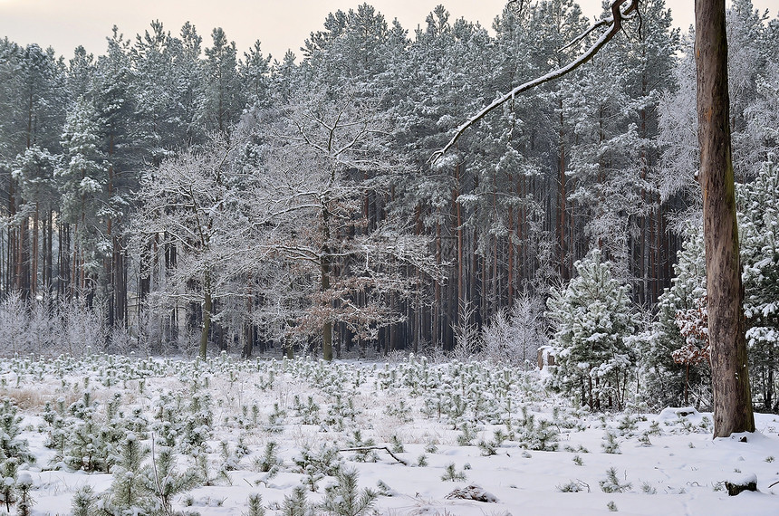 冬天在树林里生活灌木白色草地棕色树木空气涂层灰色植物图片