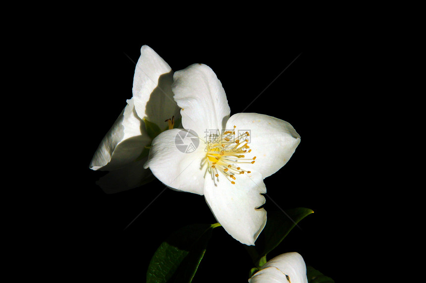 茉莉花花瓣庆典芳香茉莉植物叶子团体花园脆弱性柔软度图片