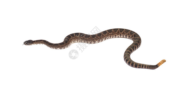 摇铃蛇响尾蛇可怕的高清图片