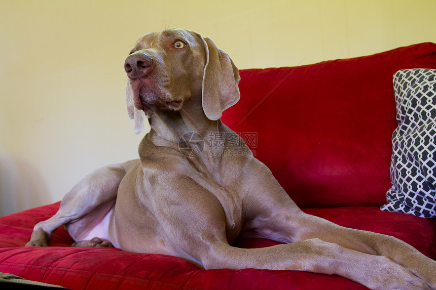 维马拉纳犬威马休息指针纯品种宠物灰色动物犬类图片