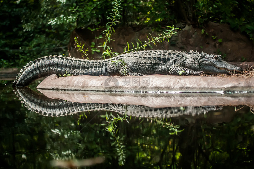 鳄鱼在陆地和水之间野生动物猎人食肉眼睛爬虫侵略荒野生物动物园动物图片