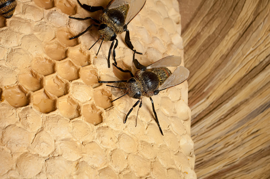 蜜蜂山地昆虫学食物宏观动物蜂蜜蜂巢科学社区花蜜视频图片