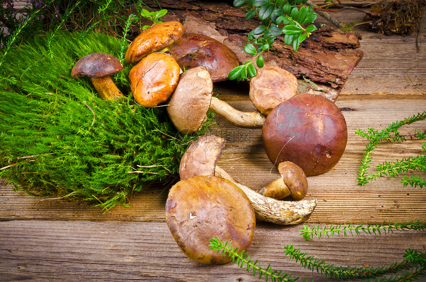 蘑菇收藏粮食太阳蔬菜蓝色叶子生物学橙子植物宏观森林图片