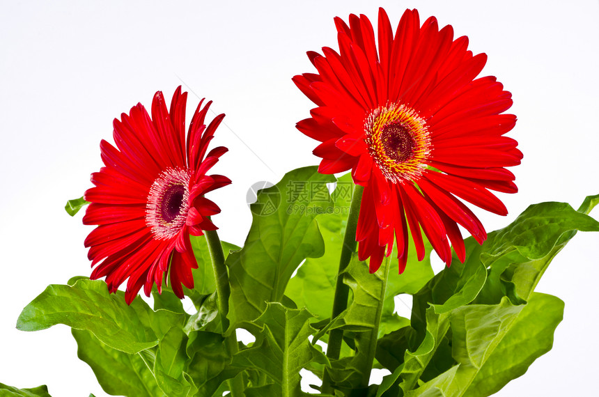 格柏植物群宏观绿色红色花朵格柏花园植物花束图片