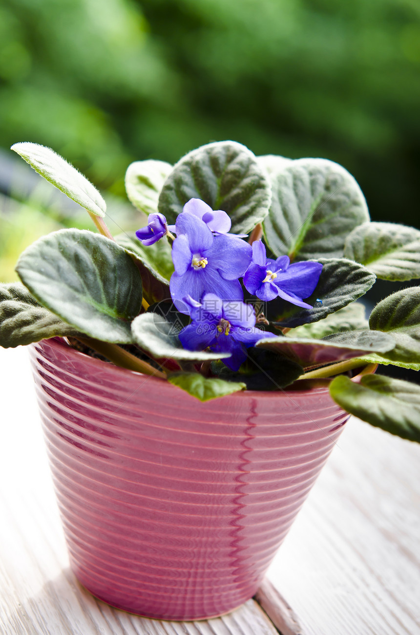 非洲紫外线花园植物叶子花朵花瓣房子生长蓝色植物学树叶图片