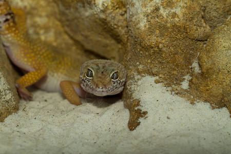 沙漠上微笑的豹壁虎午餐异国眼睛动物壁虎爬行动物情调荒野宠物生物学图片