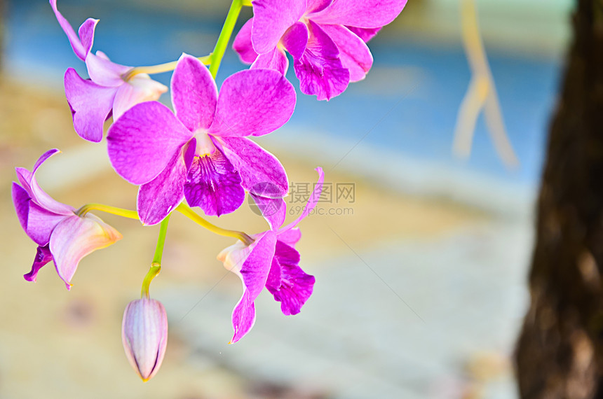 粉红兰花花束兰花植物花瓣热带气候绿色脆弱性紫色蓝色图片