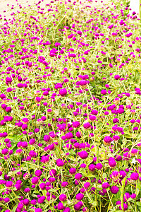 瑟兰特山边的阿玛兰特宏观芳香墙纸香气植物群阳光野生动物紫色公园生长背景