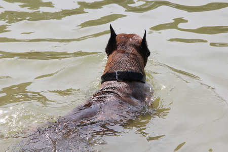 在海滩的拳手飞溅拳击手白色哺乳动物动物宠物太阳黑色犬类三色背景图片