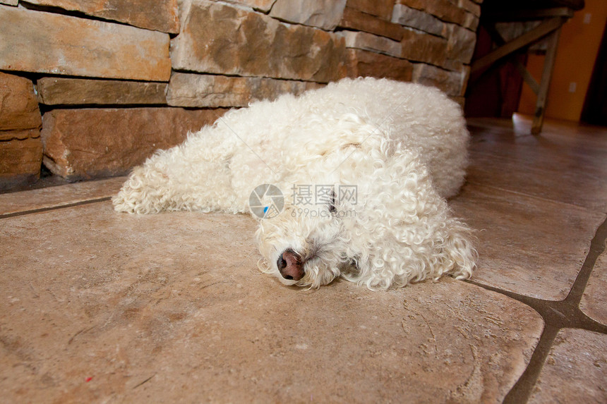 睡狗宠物冷门地面白色睡眠休息三伏天图片