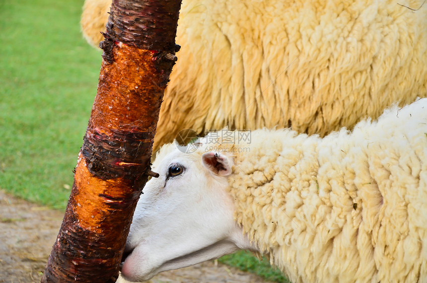 羊吃树皮图片