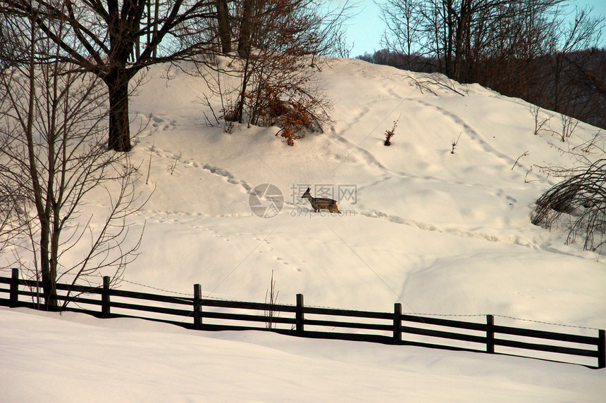 雪中一只鹿脚印树木森林爬坡刷子山坡植物边缘衬套栅栏图片