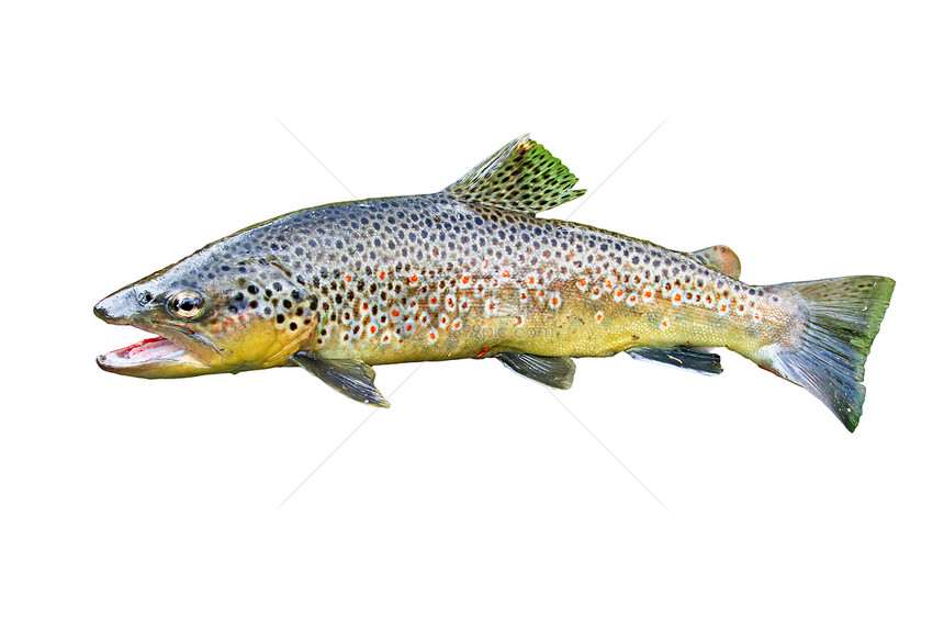 常见鳟鱼绿色眼睛尾巴白色皮肤黄色红色斑点营养薄片图片