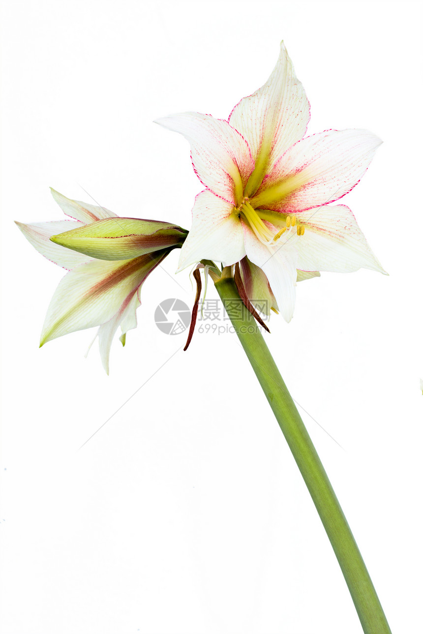 白美马丽花生长植物学植物群百合季节花粉宏观灯泡植物花园图片