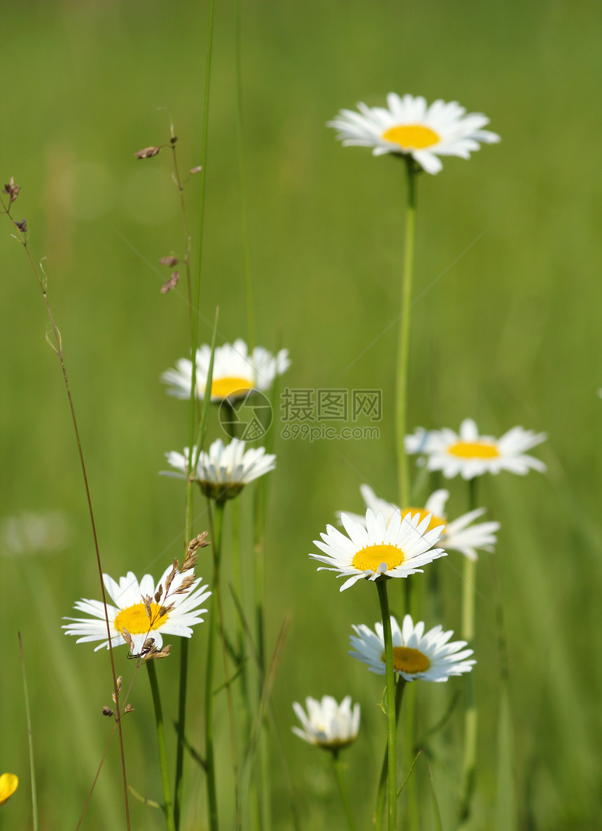 白色野花 自然的春景图片