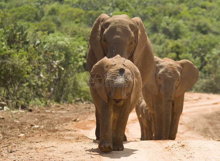 非洲大象小牛国家环境婴儿旅行野生动物耳朵荒野公园母亲图片