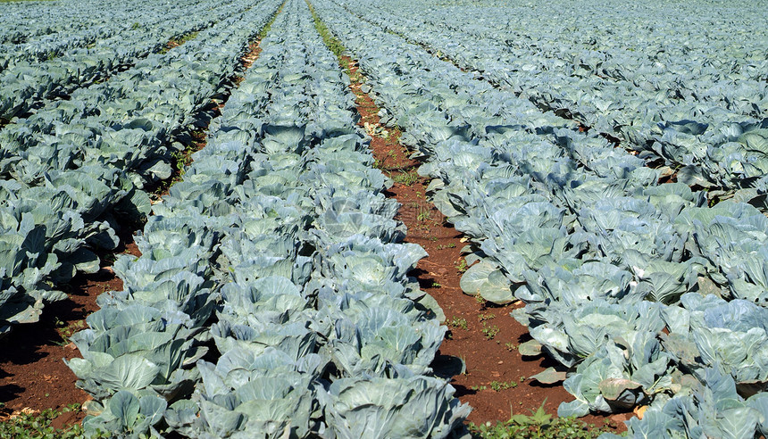 野外的菜包花园生长生产蔬菜种植园植物培育农村乡村场地图片