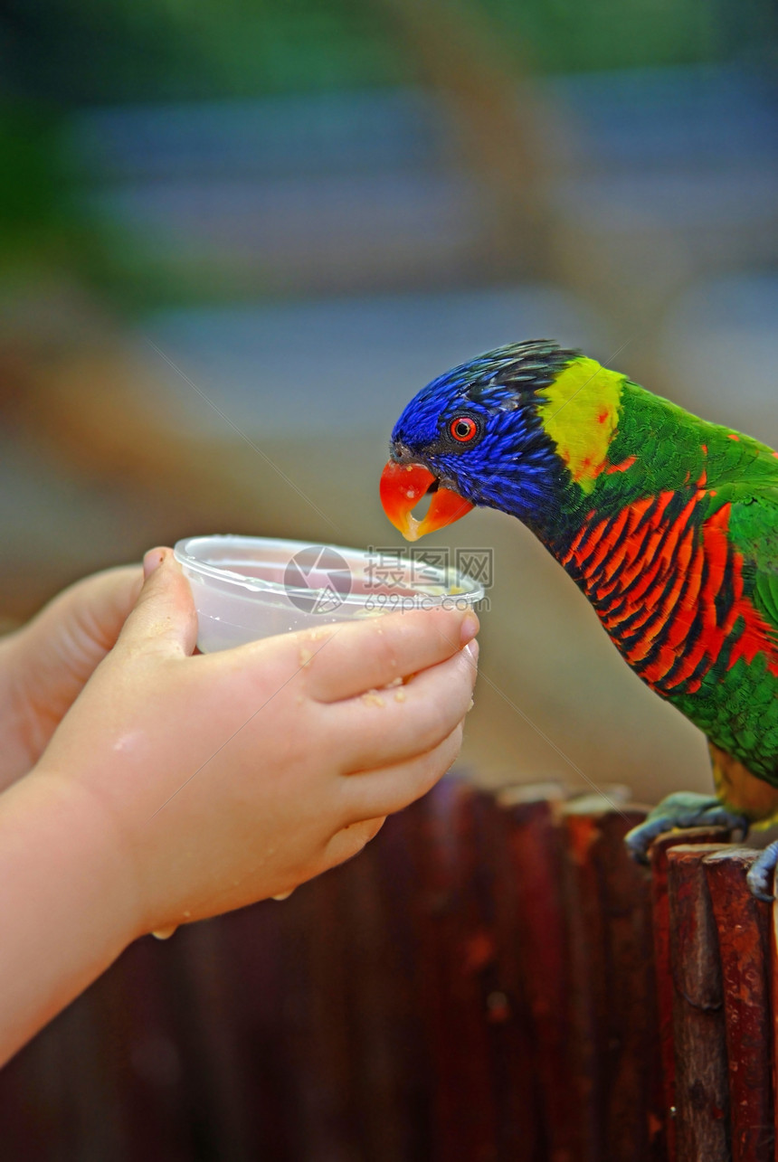进食鹦鹉盘子宠物绿色动物园孩子羽毛红色热带金刚鹦鹉眼睛图片