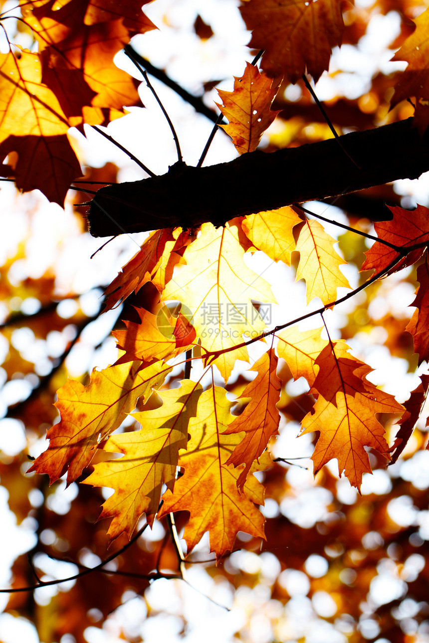 色彩多彩的秋叶木头森林季节植物黄色白色棕色橙子红色季节性图片