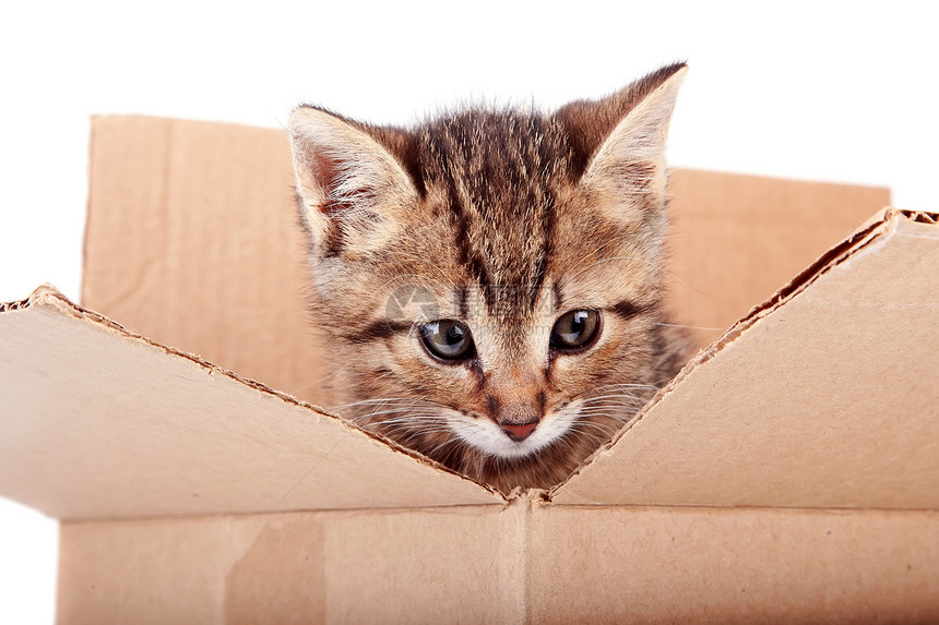 盒子里小猫的肖像图片