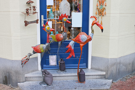 荷兰瓦尔肯堡礼品店附近的鸟儿高清图片