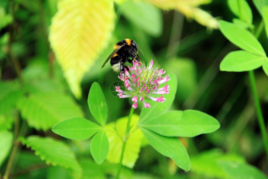 蜂鸣花翅膀野生动物植物学场地草地花蜜花瓣昆虫宏观眼睛图片