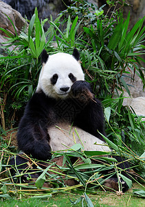 大熊猫吃竹子濒危栖息地野生动物熊猫动物园树木森林热带哺乳动物荒野背景图片